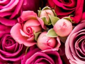 Pink and red roses arranged beautifully, symbolizing love and romance for Valentine's Day.